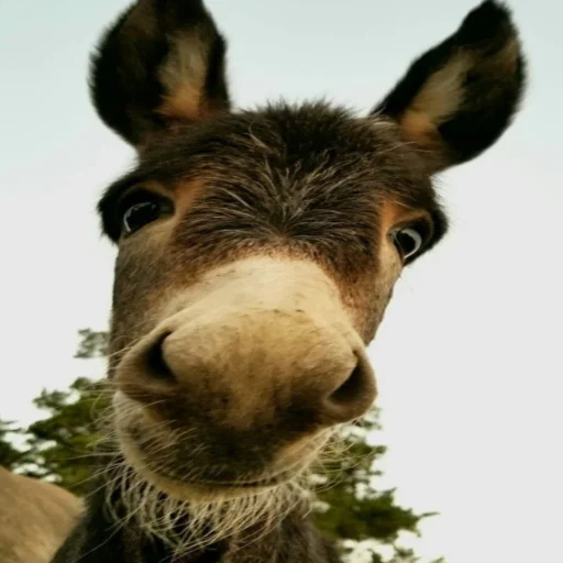 Дрейк&Осел&Мазелов - 