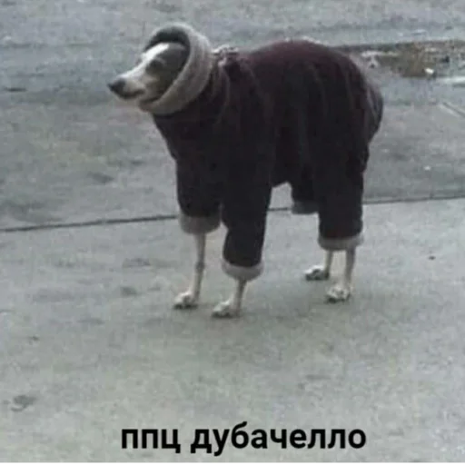 ground animal mammal