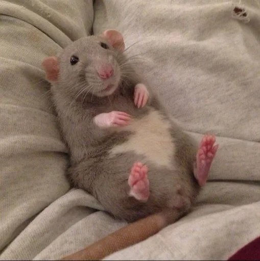 mammal animal rodent