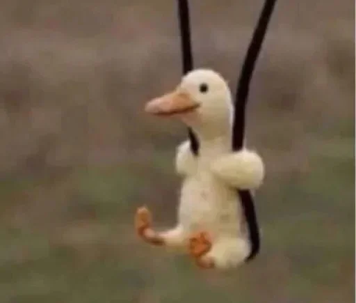 animal bird aquatic bird