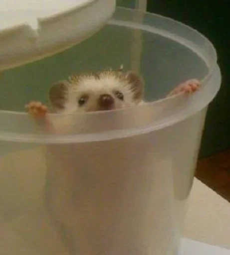 mammal indoor animal