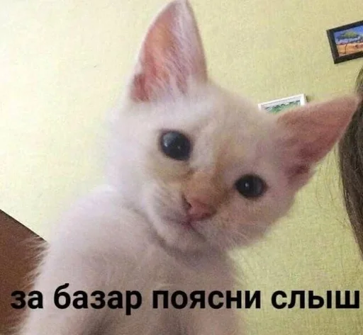 млекопитающее животное кошка