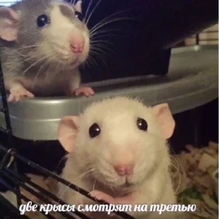 Стикер Креатив брать будете? @solomatovajuly - 0