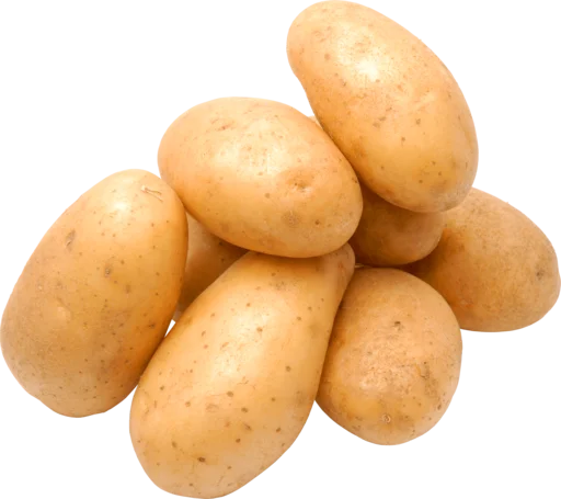 potato russet burbank potato root vegetable