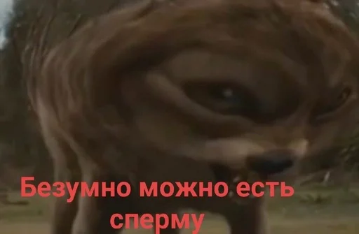 млекопитающее животное собака