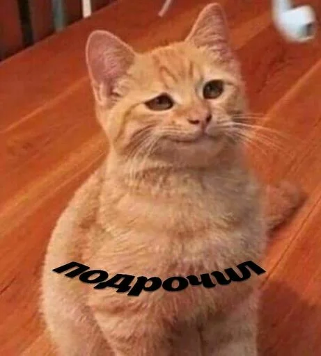 млекопитающее животное кошка