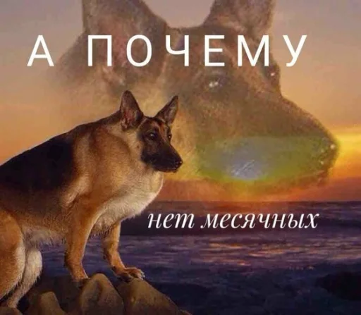 млекопитающее животное СМС