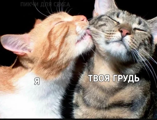 млекопитающее животное кошка