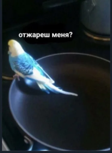 птица попугай животное