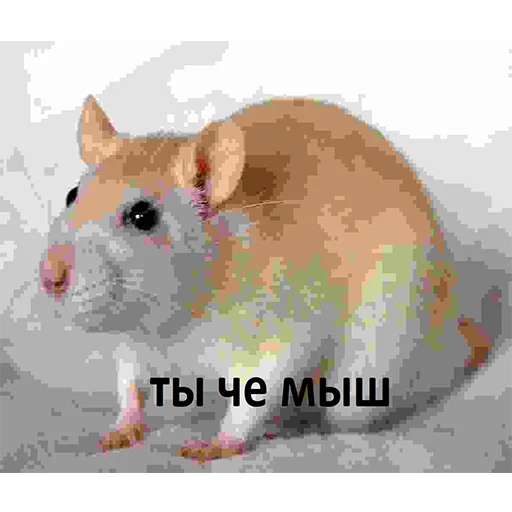 животное млекопитающее мышь