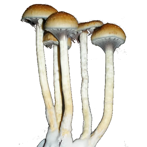 fungus edible mushroom medicinal mushroom