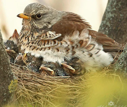 Sticker drozdyahaha - 1