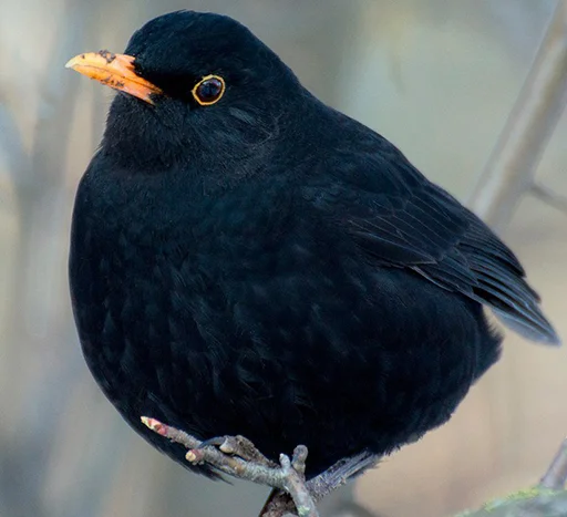 Sticker drozdyahaha - 1