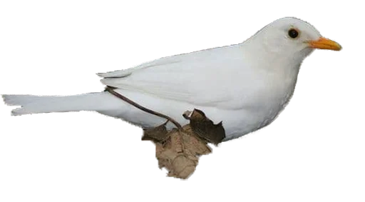 Sticker drozdyahaha - 1