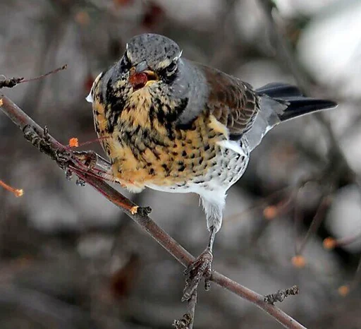 Sticker drozdyahaha - 1