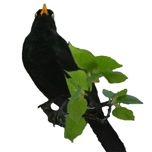 Sticker drozdyahaha - 1