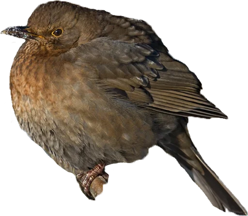 Sticker drozdyahaha - 1