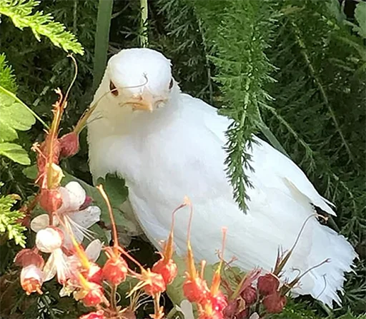 Sticker drozdyahaha - 1