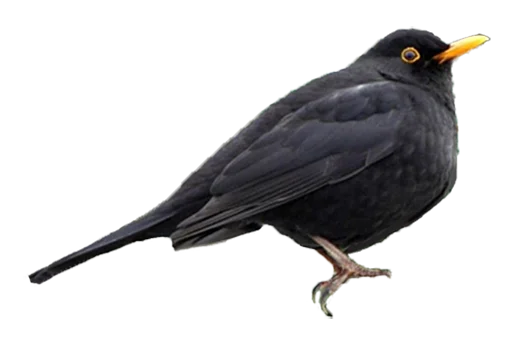 Sticker drozdyahaha - 1