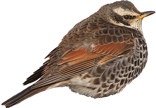 Sticker drozdyahaha - 1