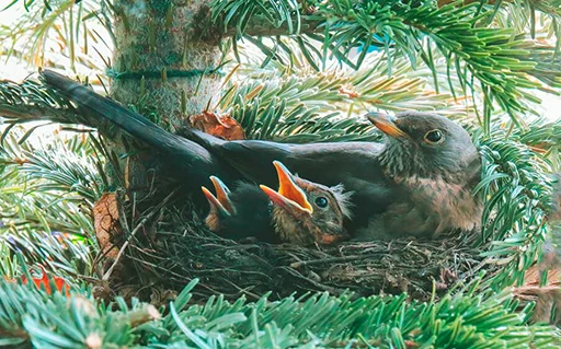 Стикер drozdyahaha - 1