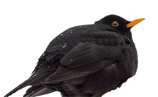 Sticker drozdyahaha - 1