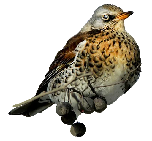 Sticker drozdyahaha - 1