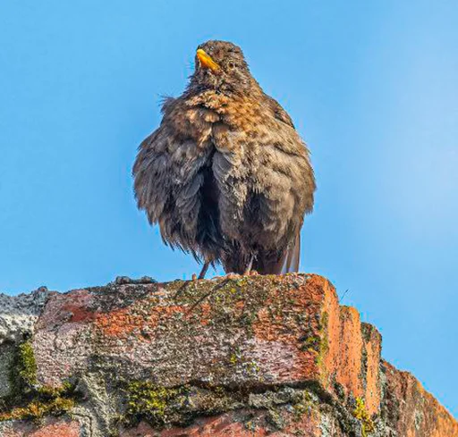 Sticker drozdyahaha - 1