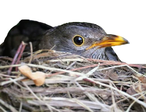 Стикер drozdyahaha - 1