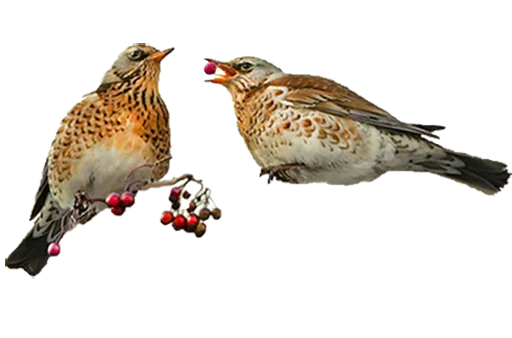 Sticker drozdyahaha - 1