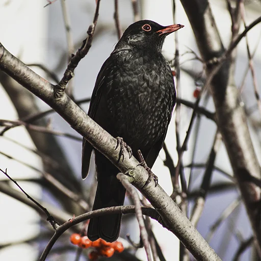 Sticker drozdyahaha - 1