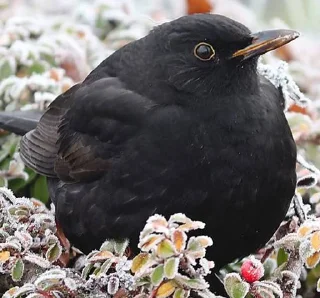 Стикер ДРОЗД - 0