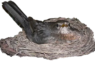 Стикер ДРОЗД - 2