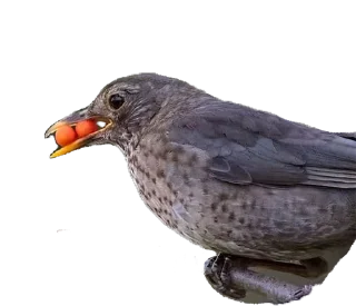 Стикер ДРОЗД - 5