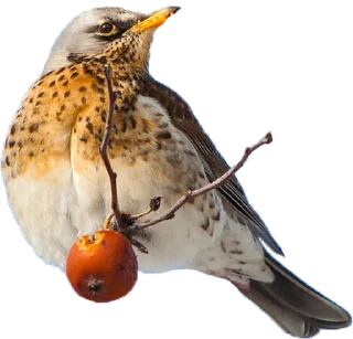 Стикер ДРОЗД - 1