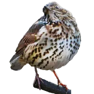 Стикер ДРОЗД - 10