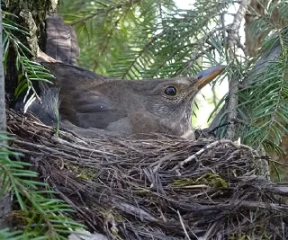 Стикер ДРОЗД - 9