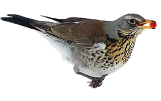 Стикер ДРОЗД - 7