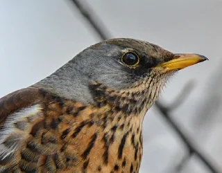 Стикер ДРОЗД - 3