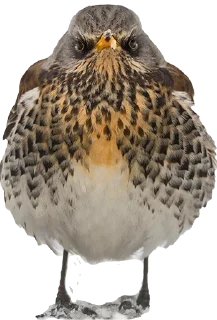 Стикер ДРОЗД - 4