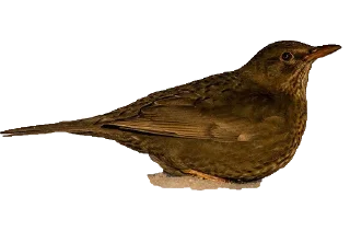 Стикер ДРОЗД - 8