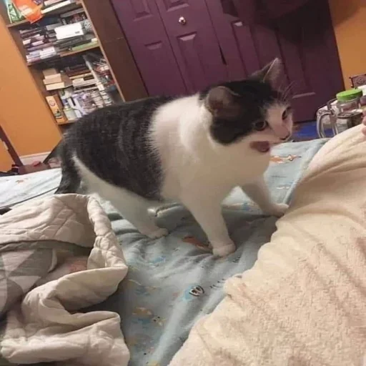 indoor small to medium-sized cats cat