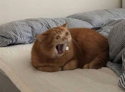 indoor mammal animal