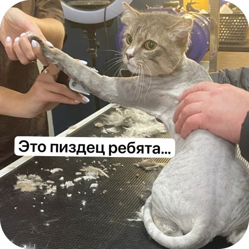 Sticker dryoma_by_TgEmodziBot - 1