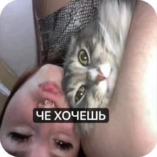 Стикер Дрёма @TgEmodziBot - 10