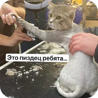 Стикер Дрёма @TgEmodziBot - 9