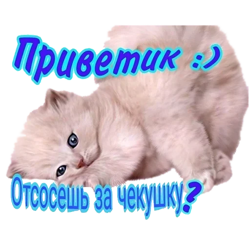 animal cat small to medium-sized cats