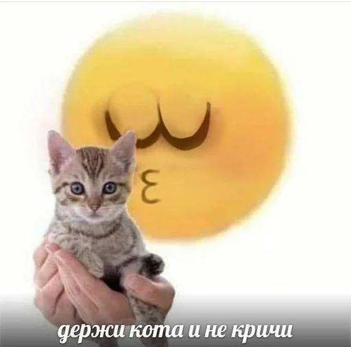 животное кошка мяч
