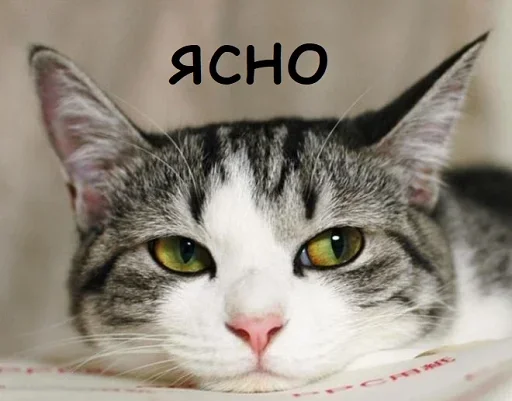 кошка животное млекопитающее