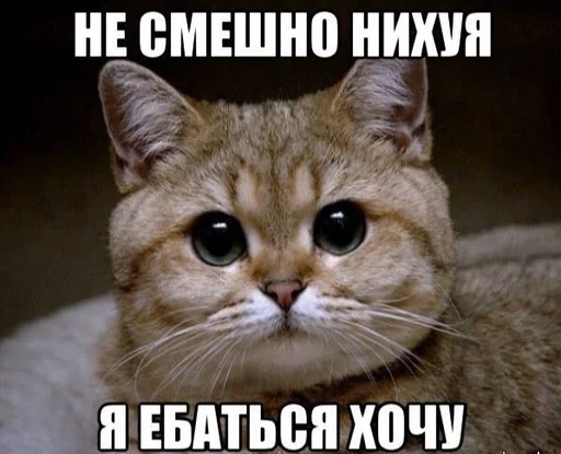 животное млекопитающее кошка